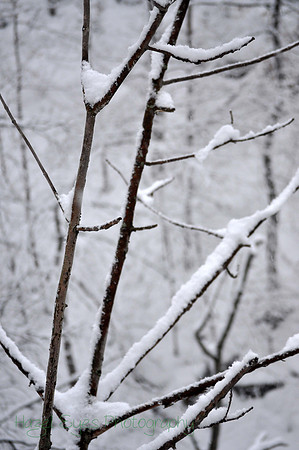 Winter.8