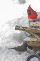2026 Backyard Winter birds-1