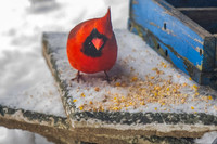 2026 Backyard Winter birds-3