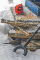 2026 Backyard Winter birds-2