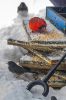2026 Backyard Winter birds-4