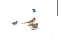 2026 Backyard Winter birds-7