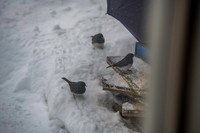 2026 Backyard Winter birds-5
