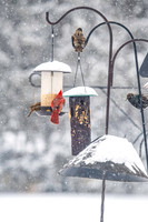 2026 Backyard Winter birds-9