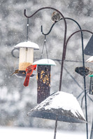 2026 Backyard Winter birds-10