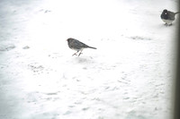 2026 Backyard Winter birds-8