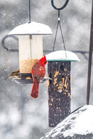 2026 Backyard Winter birds-12