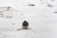 2026 Backyard Winter birds-14