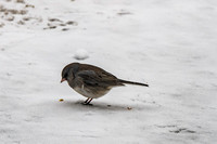 2026 Backyard Winter birds-15