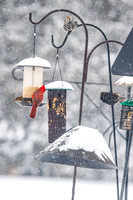 2026 Backyard Winter birds-11