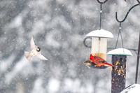 2026 Backyard Winter birds-13