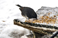 2026 Backyard Winter birds-17