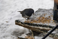 2026 Backyard Winter birds-16