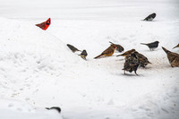 2026 Backyard Winter birds-18