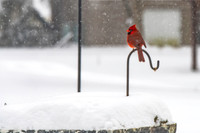 2026 Backyard Winter birds-20