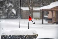 2026 Backyard Winter birds-19