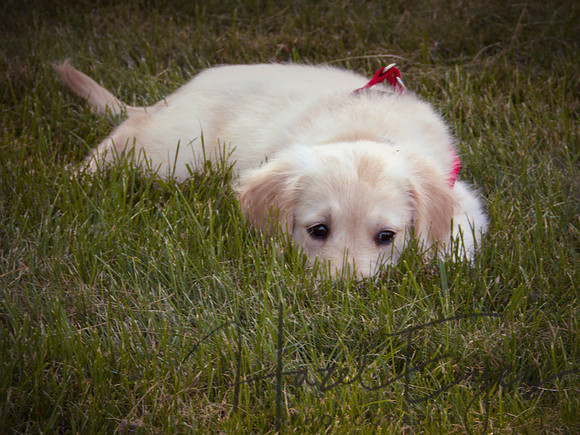 2023 Davis Family Dogs-3
