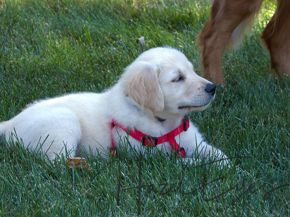 2023 Davis Family Dogs-17