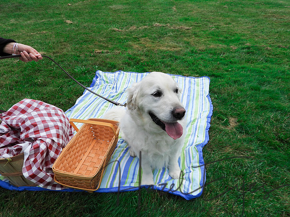2023 ARF Event 07092023 English Cream-15