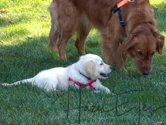 2023 Davis Family Dogs-16