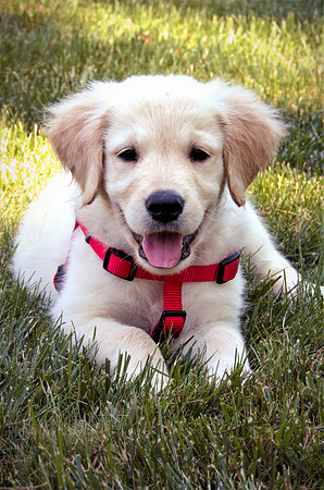 2023 Davis Family Dogs-8