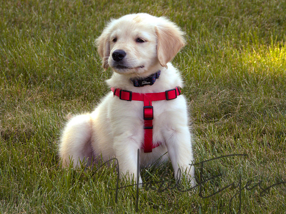 2023 Davis Family Dogs-4