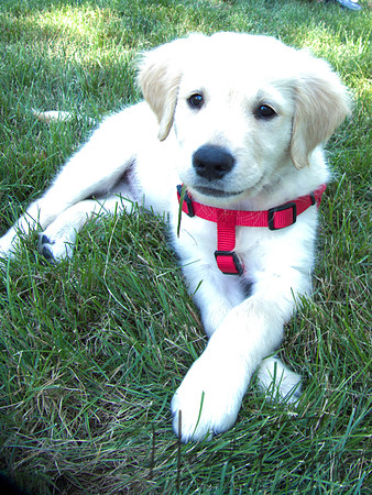2023 Davis Family Dogs-11