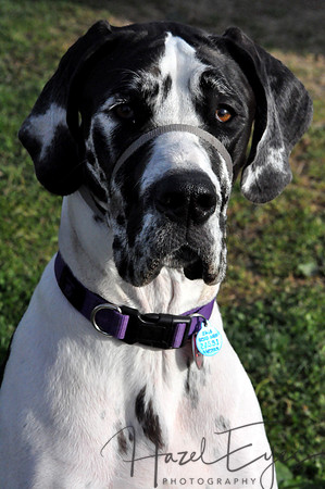 STELLA