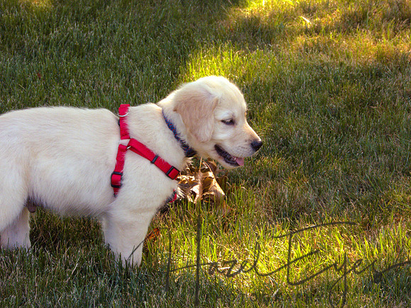 2023 Davis Family Dogs-6