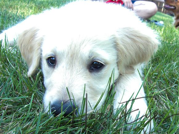 2023 Davis Family Dogs-13