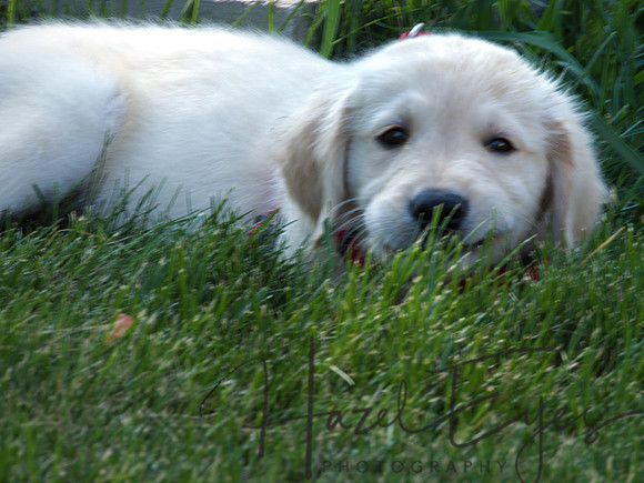 2023 Davis Family Dogs-15