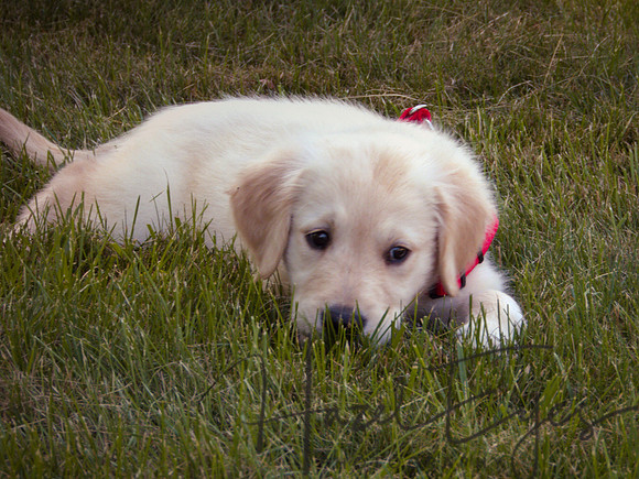 2023 Davis Family Dogs-2