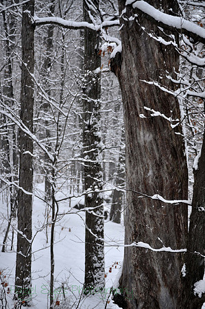 Winter.10