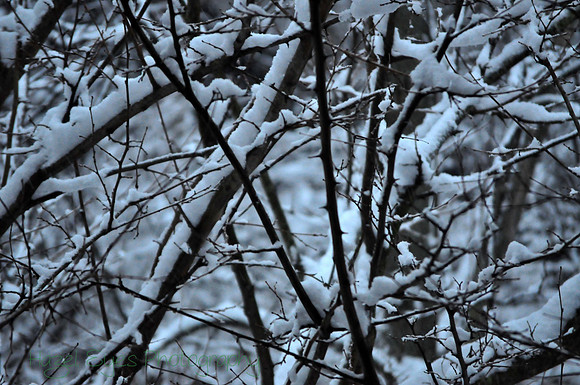 Winter.13