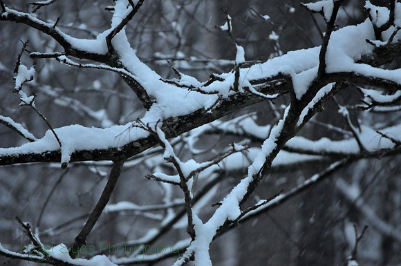 Winter.11