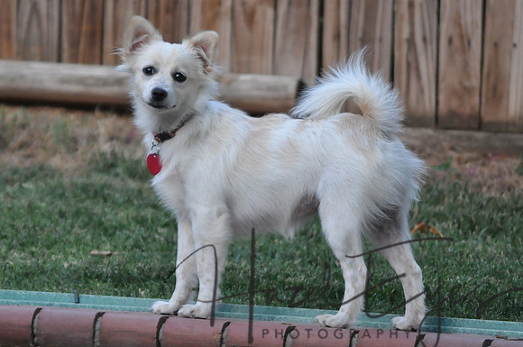 Sadie