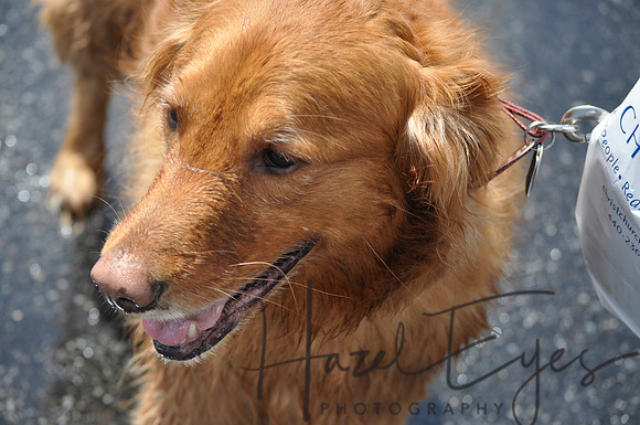 CanineSocial.18