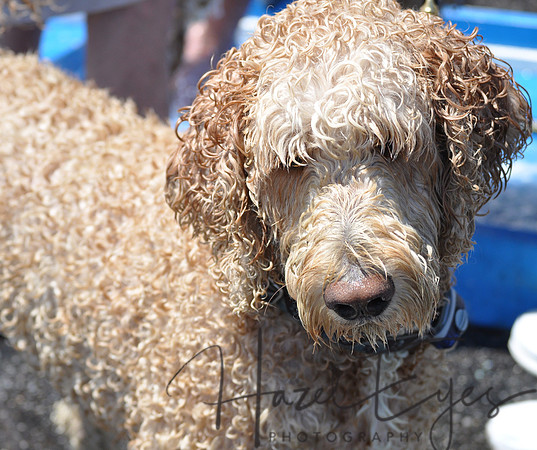 CanineSocial.34