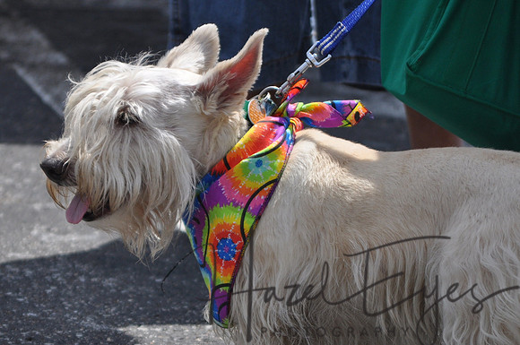 CanineSocial.20