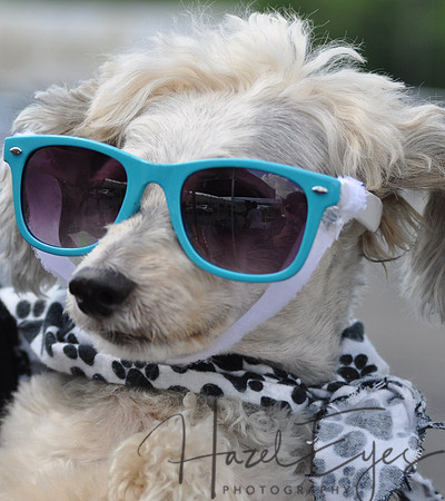 CanineSocial.4