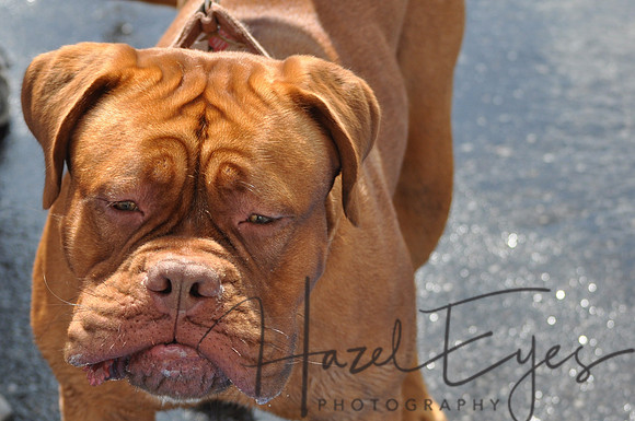 CanineSocial.7