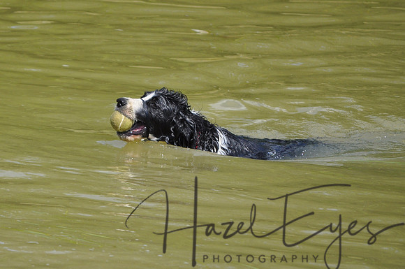 CanineSocial.9
