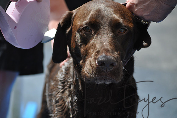 CanineSocial.19